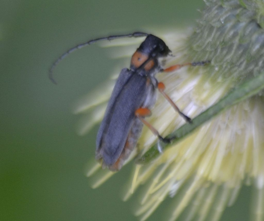 Cerambycidae:  Musaria affinis?  S !